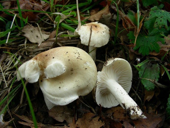 710 Giugno vecchio ritrovamento
